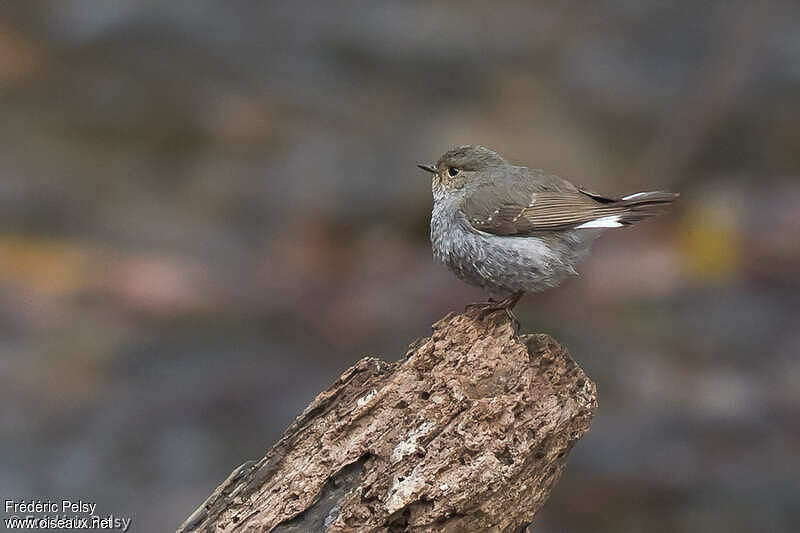 pron video in pakistan