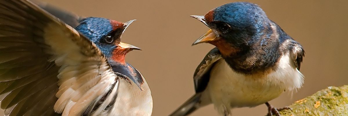 bob humphreys recommends amateur swallows pic