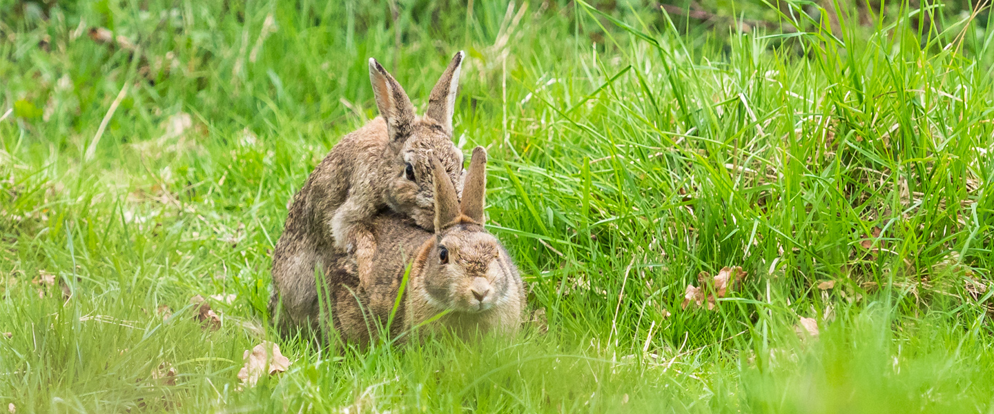 derick lam recommends fucking like rabbits pic