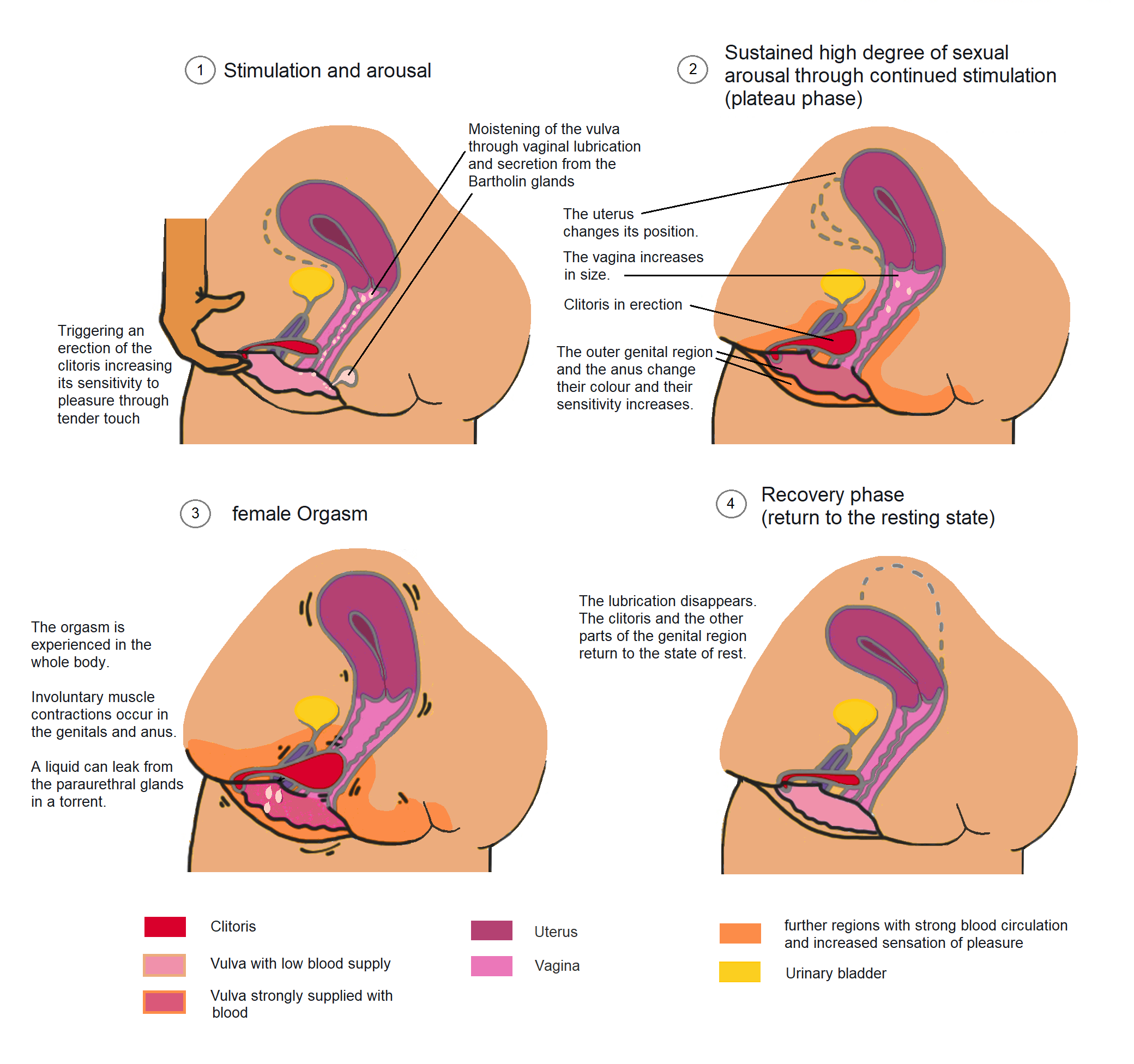 alireza mojarrad recommends orgasmic contraction pic