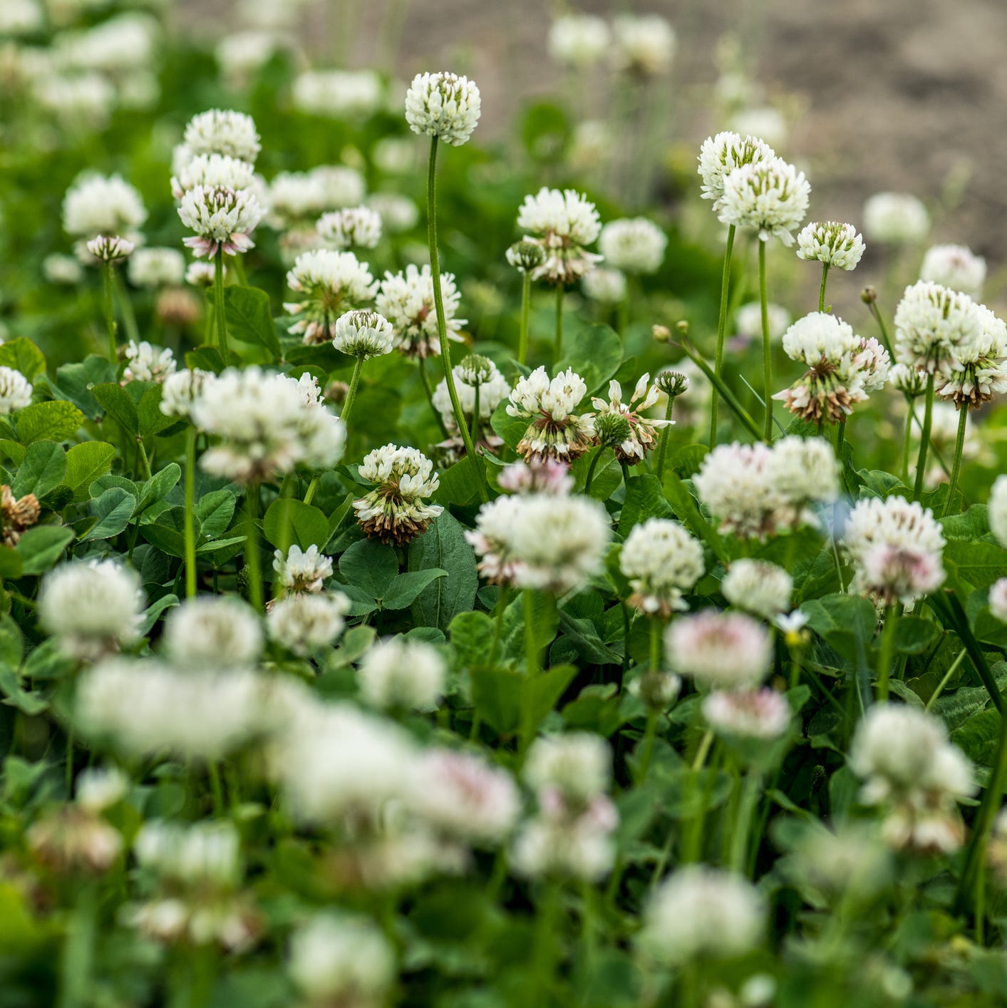 Best of Little clover porn