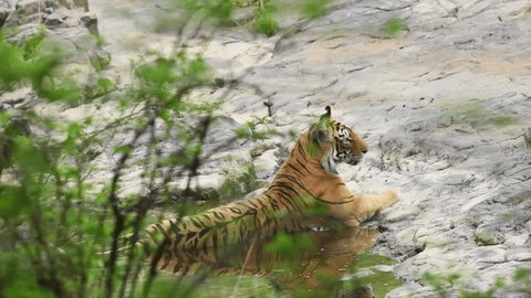 bobby roos add safari tiger full videos photo