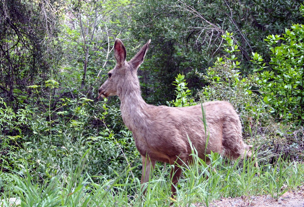 doan nhi recommends lana sequoia pic