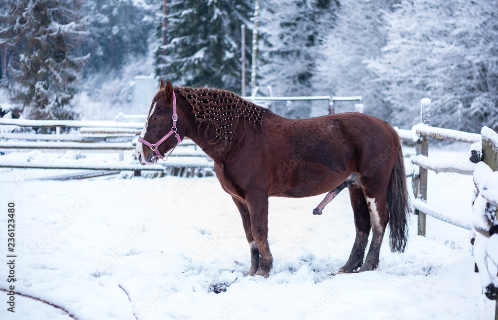 breeders of nephelym futa