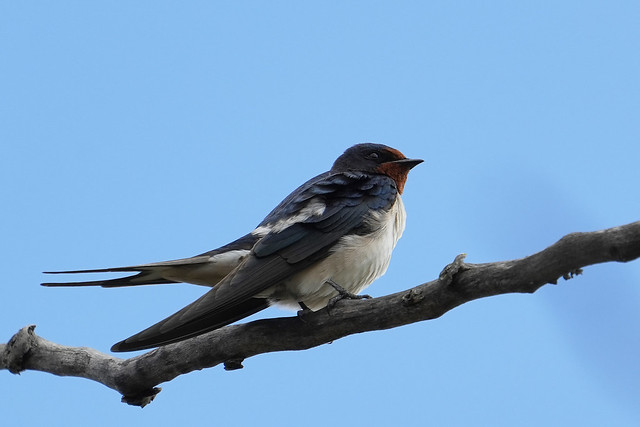 anna coulthard recommends Amateur Swallows