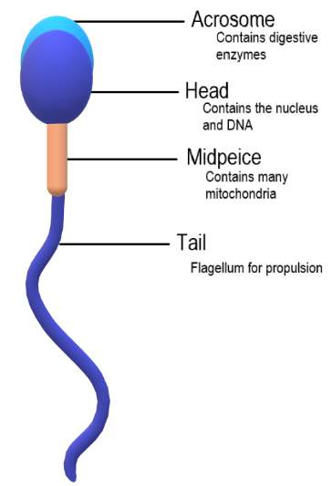 anis idayu recommends mature sperm face pic