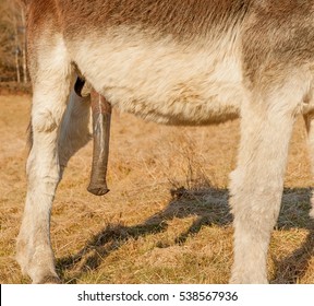 donkey cock