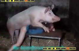 Best of Guy fucks pig