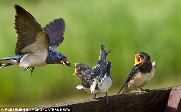 ahmed alhadi recommends mother swallows pic