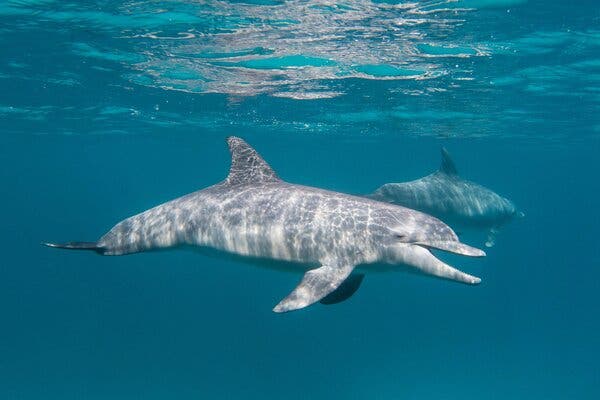 abdullahi haruna recommends Dolphin Pornography