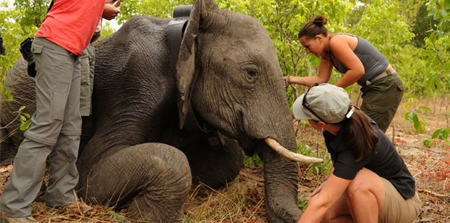 ananda ryan share elephant tupe com photos