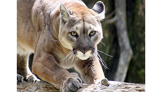 aaron sines recommends cougars with tan lines pic