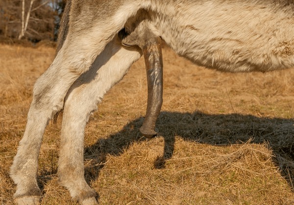 bill baker sr recommends Donkey Cock