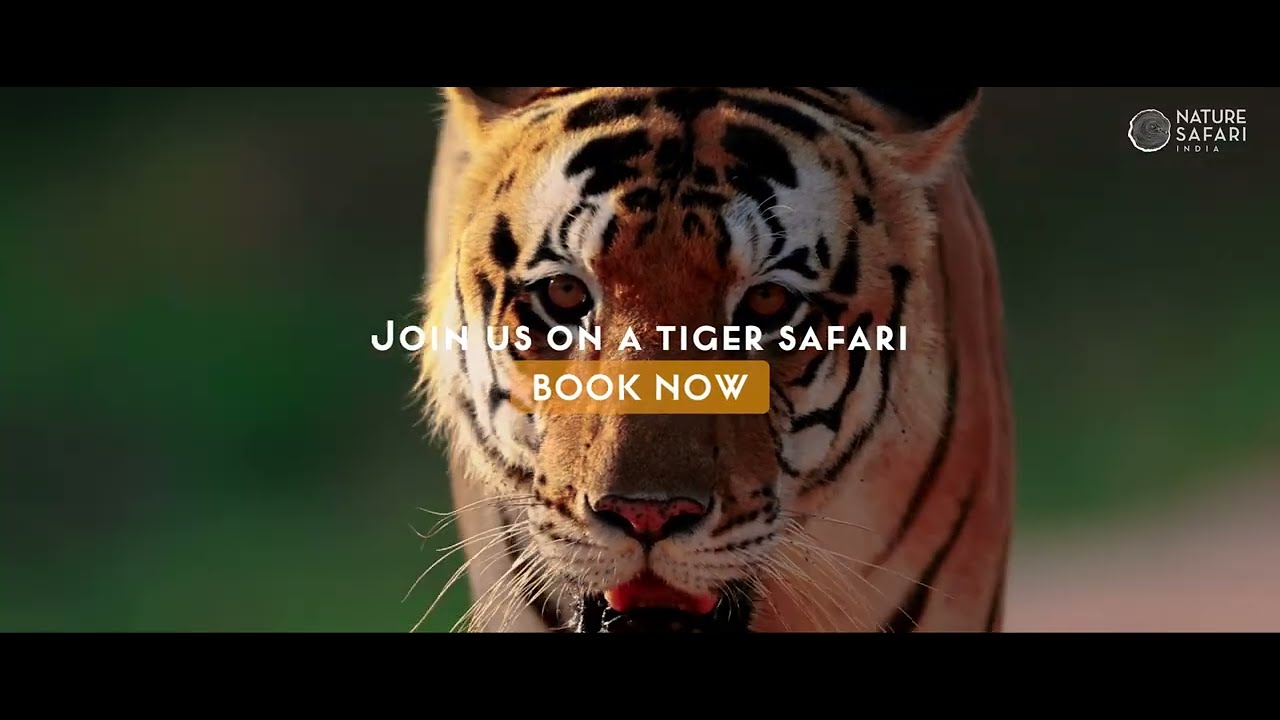 charlotte mcdermott add photo safari tiger full videos