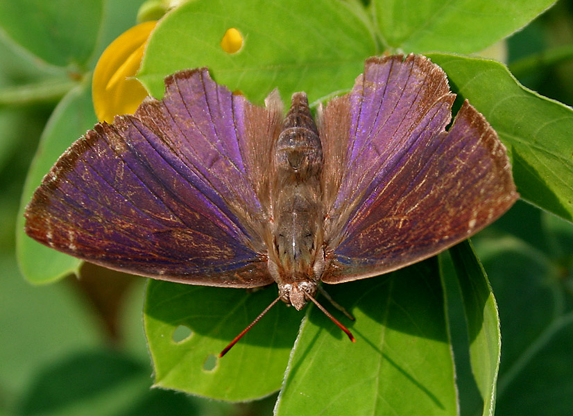 ryan reid female