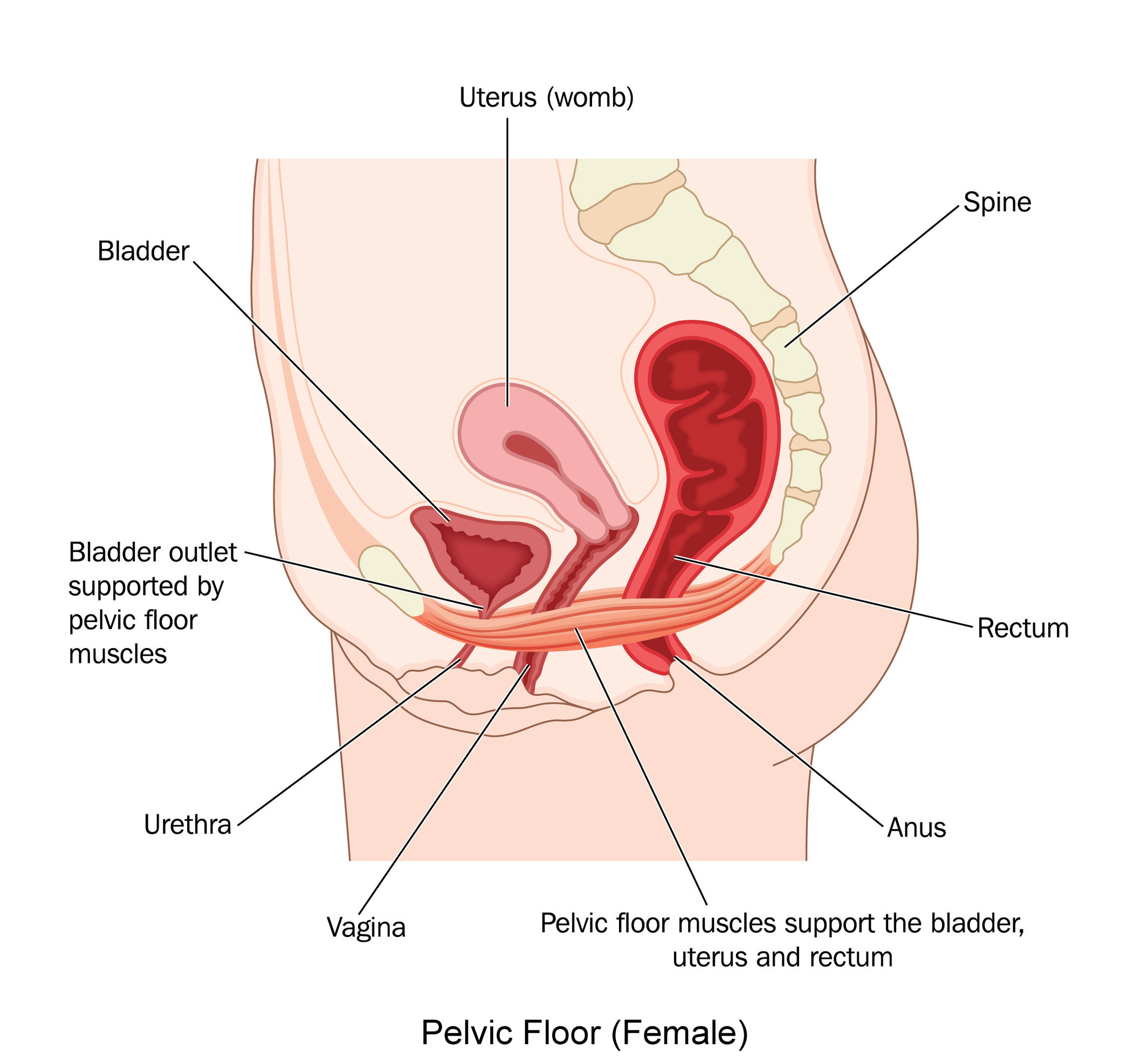 adrian alves recommends Anal Training Pain