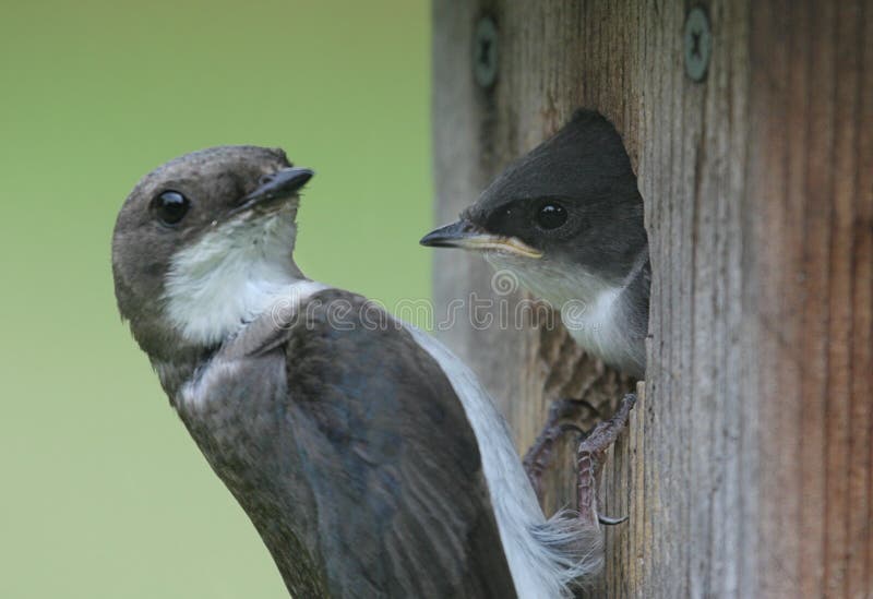 denise erlenbusch recommends mother swallows pic