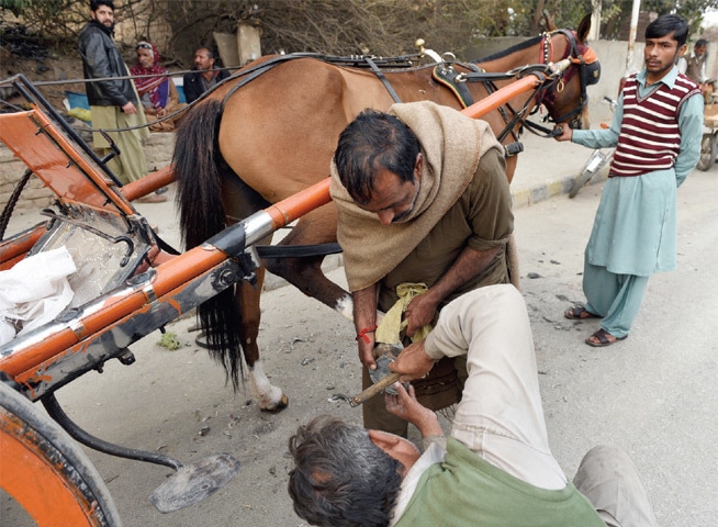 ayisha kamran add amosh oil change photo