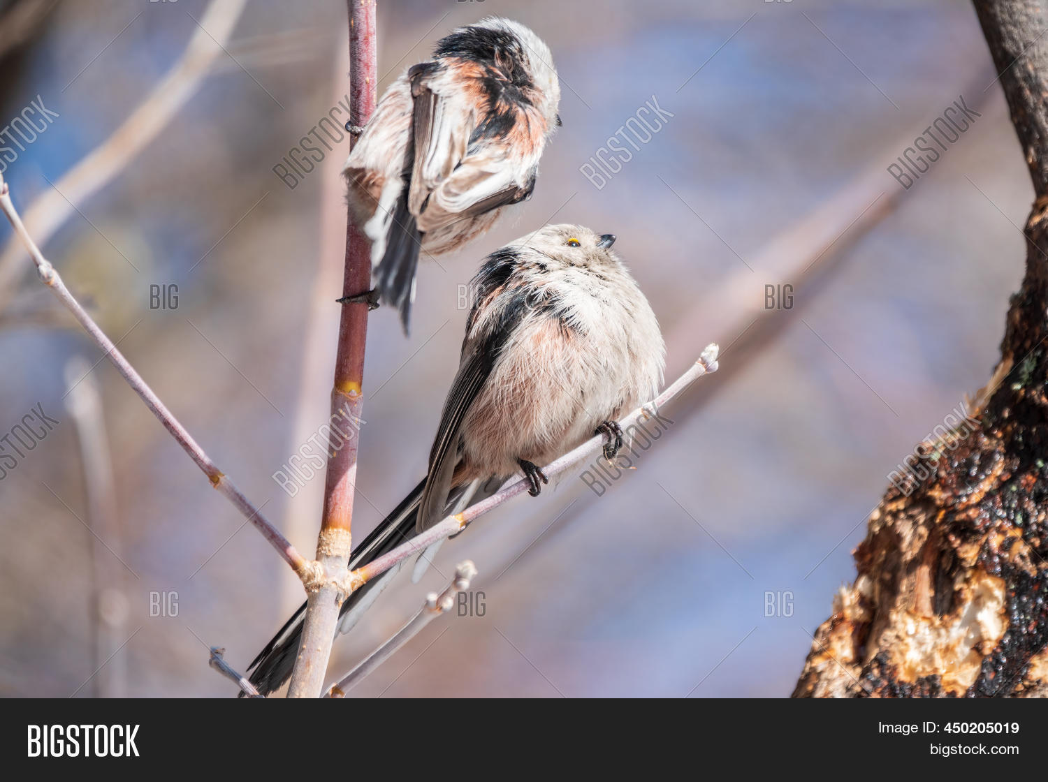 small latin tits