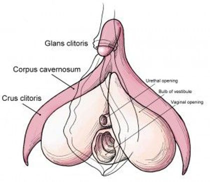 carol shoaf recommends biggest clitoris pic