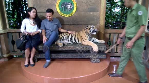 angela canterbury recommends safari tiger full videos pic