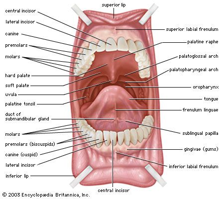 cory schell recommends come in mouth pic