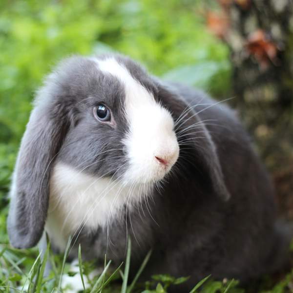 conejo peludo