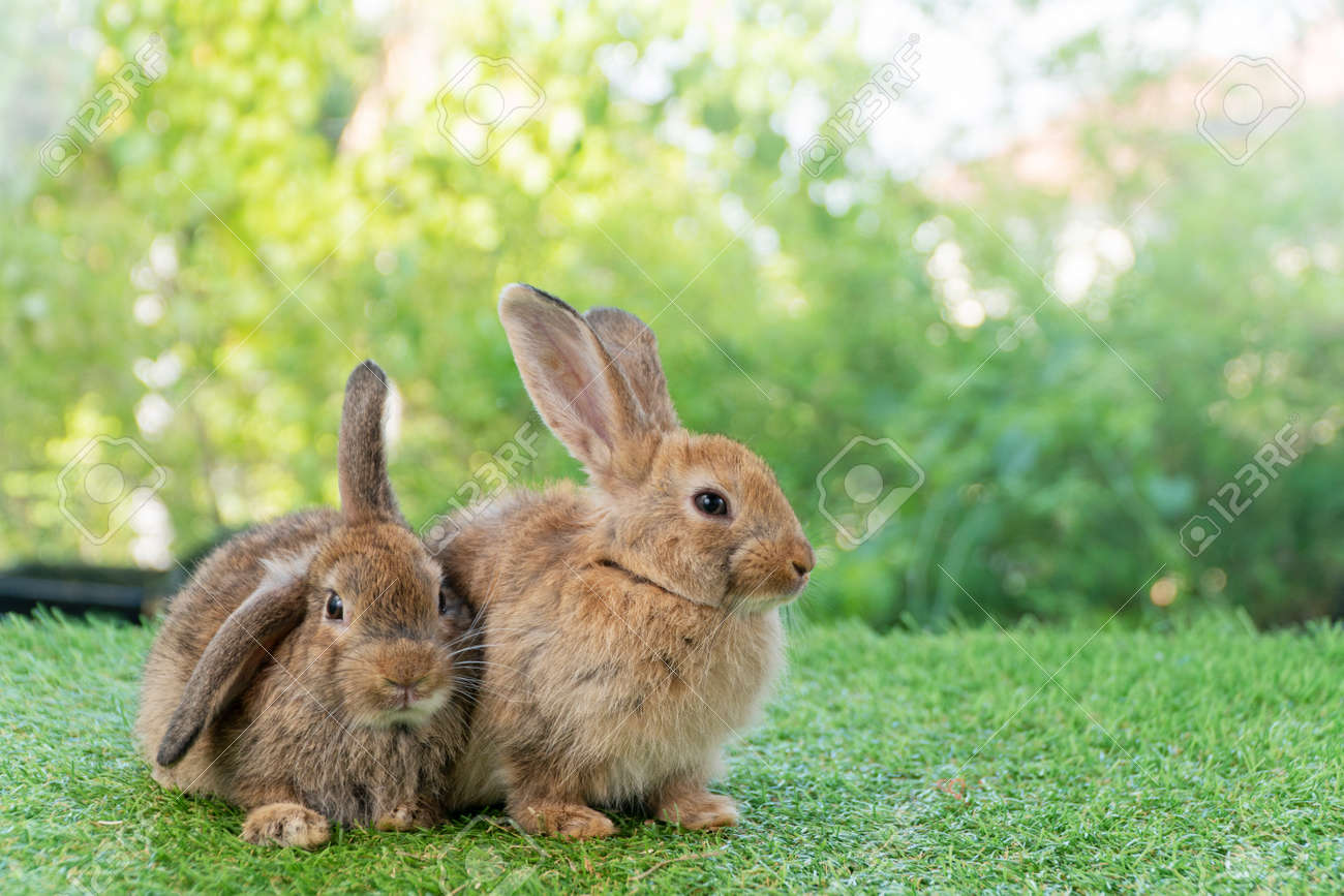 devin werner share conejo peludo photos