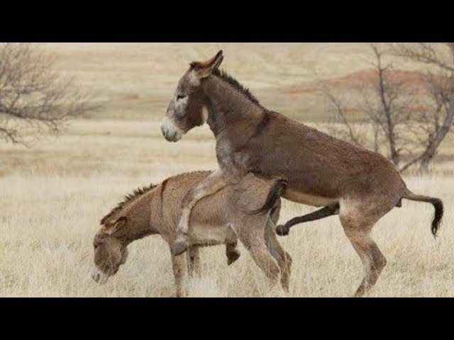 auden melendez recommends donkey cock pic