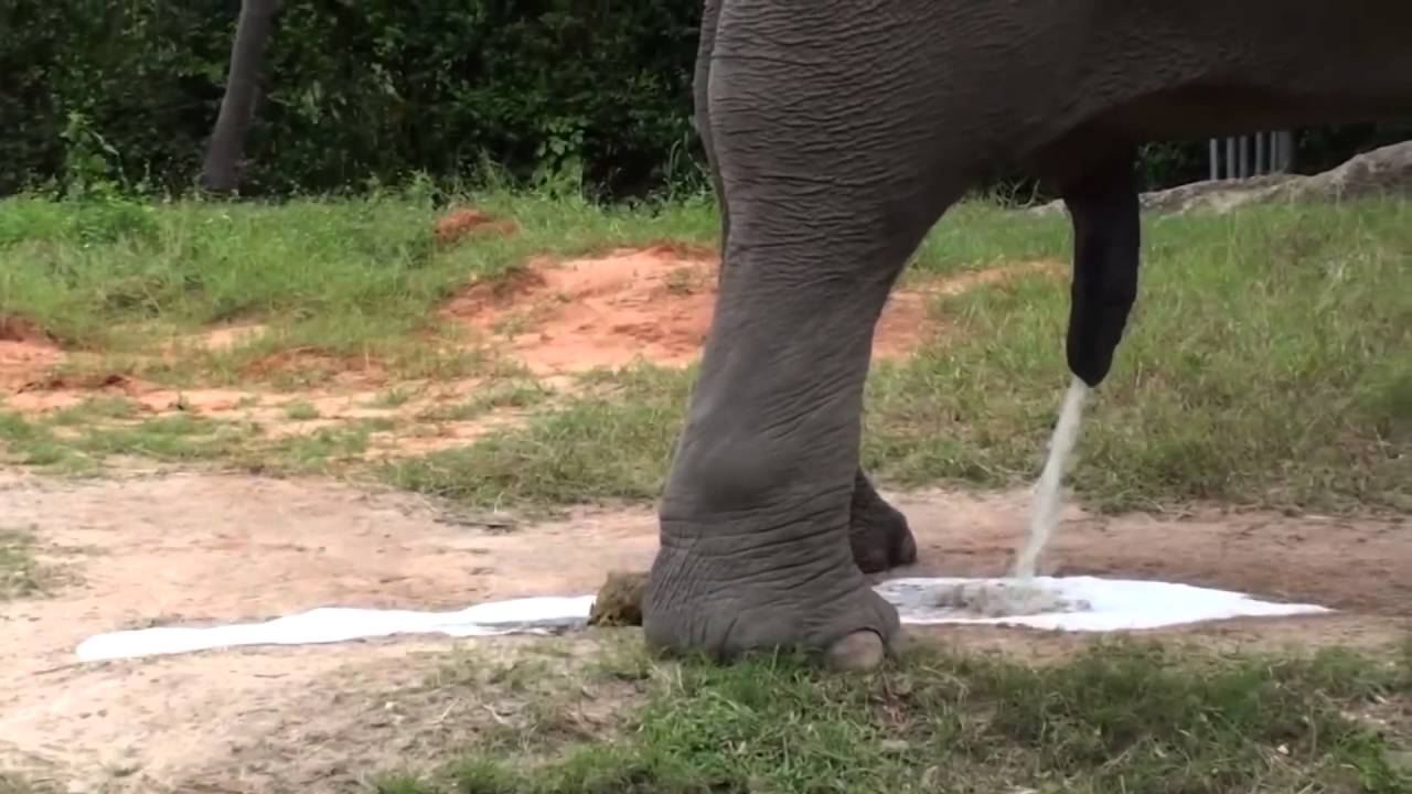 gay men peeing on each other