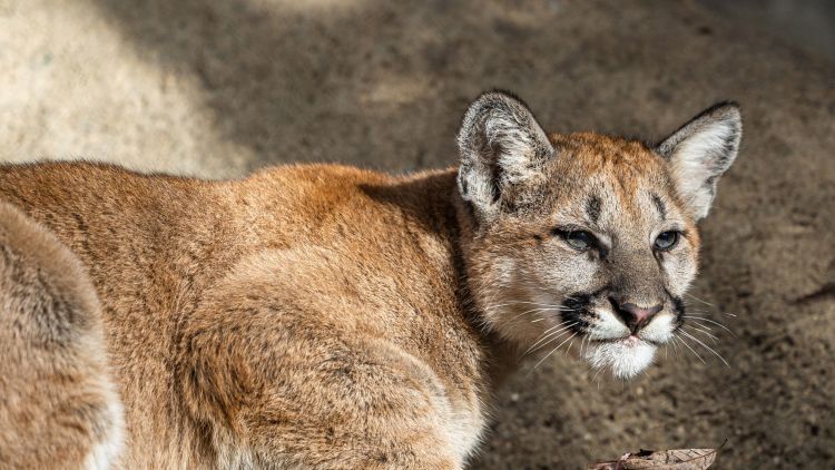 hispanic cougar