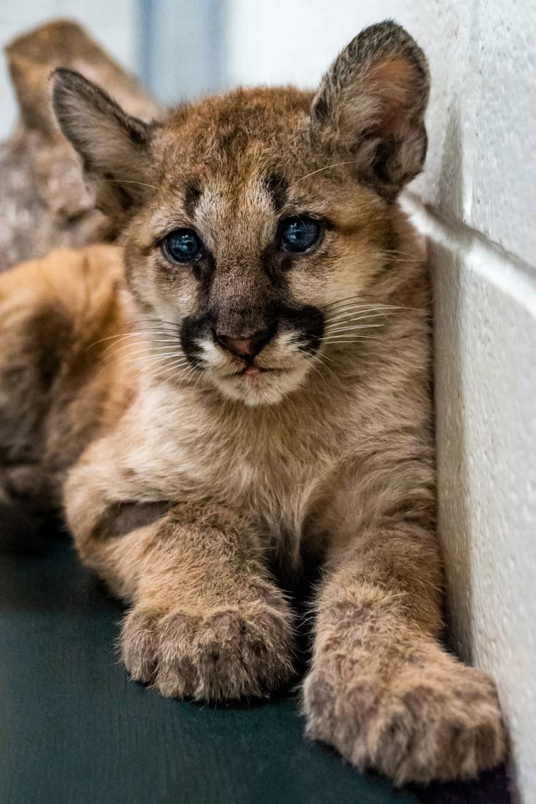 audrey mackay recommends hispanic cougar pic