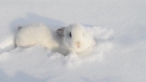 homemade snowbunny