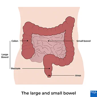 david a arnold recommends How Big Is Too Big For Anal