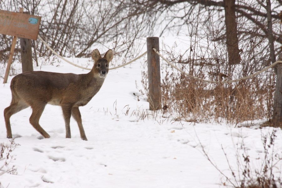 ashley baciak recommends korean bj deer pic