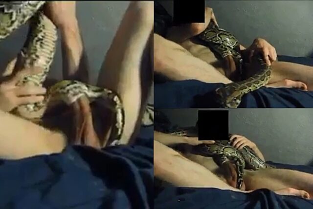 benjie sostino recommends man fucks snake pic