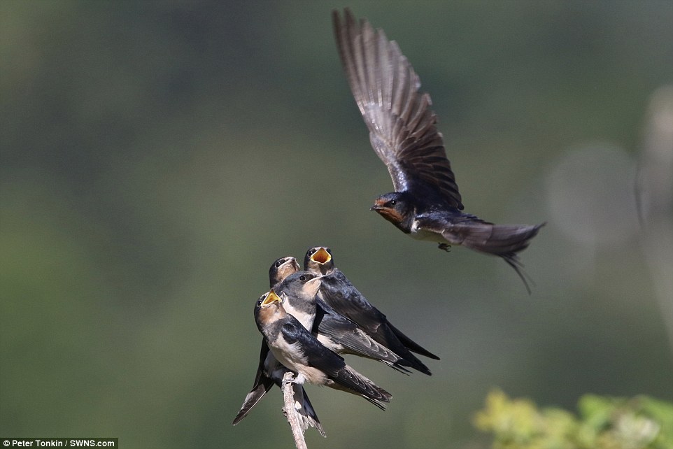 Best of Mother swallows