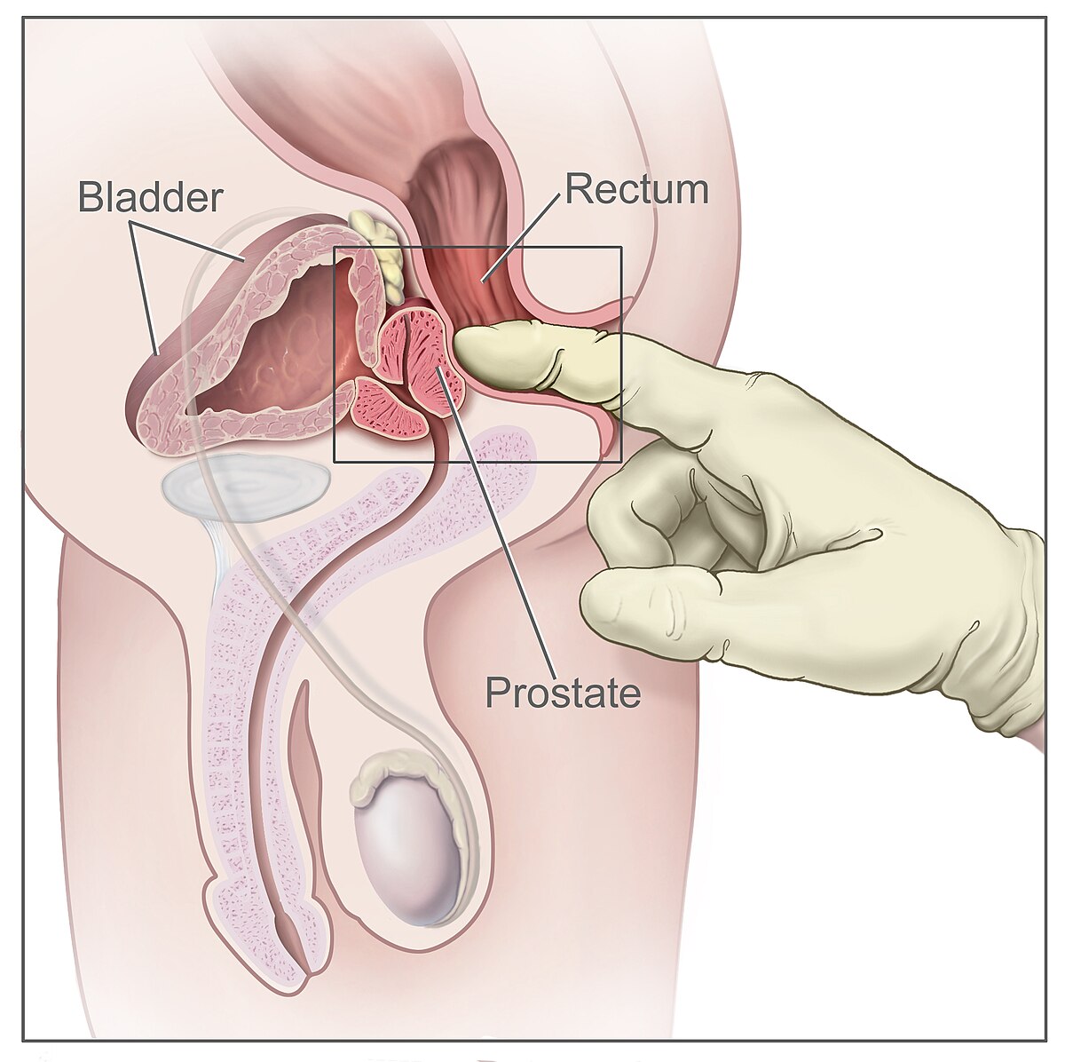 adam villanueva recommends prostate stimulation stories pic